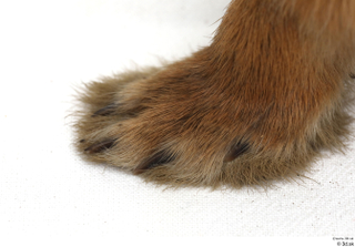 Hare  1 foot 0015.jpg